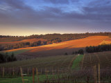 Sunrise on Knudsen Vineyards in Red Hills above Dundee  Oregon  USA