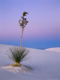 Yucca on Dunes at Dusk  Heart of the Dunes  White Sands National Monument  New Mexico  USA