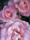 Pink Roses in the Bellevue Botanical Garden  Bellevue  Washington  USA