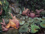 Sea Stars and Giant Green Anemones  Shi Shi Beach  Olympic National Park  Washington  USA