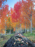 Red Aspen Grove  Boulder Mountain  Dixie National Forest  Utah  USA