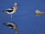 Male American Avocet in Saltwater Pool  Antelope Island State Park  Great Salt Lake  Utah  USA