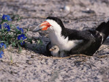 Black Skimmer  Texas  USA