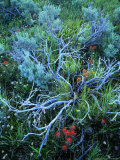 Sagebrush  Paintbrush  and Daisies  Sevier Plateau  Fishlake National Forest  Utah  USA
