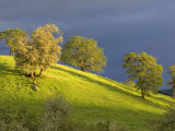 Oak Trees on Hillside near Roseburg  Oregon  USA