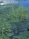 Water Lilies  New Hampshire  USA
