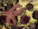 Ochre Sea Star with Purple Sea Urchins  Rialto Beach  Olympic National Park  Washington  USA
