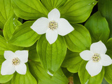 Bunchberry in Bloom on Monadnock Mountain  Lemington  Vermont  USA