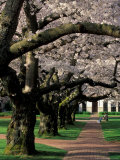 Blooming Cherry Trees at the University of Washington  Seattle  Washington  USA