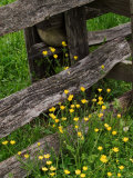 Rail Fence and Buttercups  Pioneer Homestead  Great Smoky Mountains National Park  N Carolina  USA