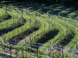 Serpentine Grapevines in Napa Valley Wine Country  California  USA