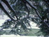 Snow and Eastern Hemlock  New Hampshire  USA