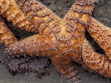 Starfish  Olympic National Park  Washington  USA