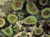 Giant Green Sea Anemones  Olympic National Park  Washington  USA