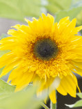 Sunflower  Seattle  Washington  USA