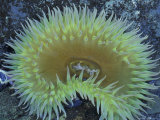 Giant Green Anemones  Rialto Beach  Olympic National Park  Washington  USA