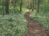 Footpath through Fringed Phacelia Flowers  Great Smoky Mountains National Park  Tennessee  USA