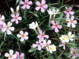 Dewy Phlox  Washington  USA