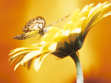 Beautiful Monarch Butterfly on Blooming Daisy