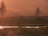 Elk  Yellowstone National Park  Wyoming  USA