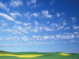 Golden Strip of Canola Among Wheatfield  Palouse Region  Whitman County  Washington  USA
