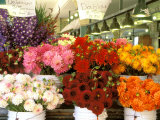 Dahlias For Sale at the Pike Street Market  Seattle  Washington  USA