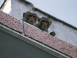 Two Roaming Monkeys Peeking Over Red Brick Wall