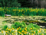 Daffodils Surround a Dock and Lake near Rosario Resort  San Juan Island  USA