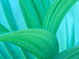 Green False Hellebore  Mount Rainier National Park  Washington State  USA
