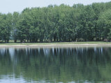 Trees Reflecting in Serene Lake
