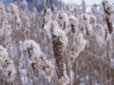 Close-up of Cattails
