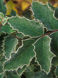 Hoar Frost Rims the Edges of Holly Leaves  Washington  USA