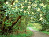 Flowering Madrona on Trail at Discovery Park  Seattle  Washington  USA