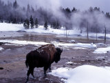 American Bison Walking along Edge of Wintry Thermal Pool  Yellowstone National Park  Wyoming  USA