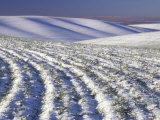 Wheat Field in Wintertime  Walla Walla County  Washington  USA
