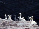 Birds Resting on Rocks at Beach