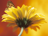 Beautiful Monarch Butterfly on Blooming Daisy