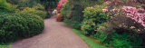 Road Traveling Through Fresh blooms in Spring  Kabota Gardens  Seattle  Washington  USA