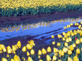 Reflection of Yellow Tulips  Washington  USA