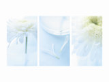 White Mums Triptych
