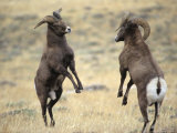 Bighorn Rams  Whiskey Mountain  Wind River Mountains  near Dubois  Wyoming  USA
