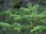 Young Douglas Fir Tree  North Cascades National Park  Washington  USA