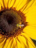 A Bee Collecting Pollen From a Sunflower  Walla Walla  Washington  USA