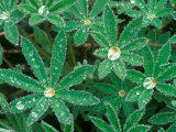 Dew Drops on Blooming Lupine  Olympic National Park  Washington  USA