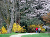 Couple Strolls through the Washington Park Arboretum  Seattle  Washington  USA