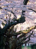 Cherry Blooms at the University of Washington  Seattle  Washington  USA