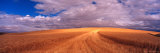 Cut Road Through Wheat Field  Colfax  Washington  USA
