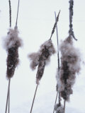 Close-up of Three Cattails