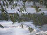 Beautiful Cedar Bough in Winter