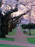 Cherry Blooms at the University of Washington  Seattle  Washington  USA